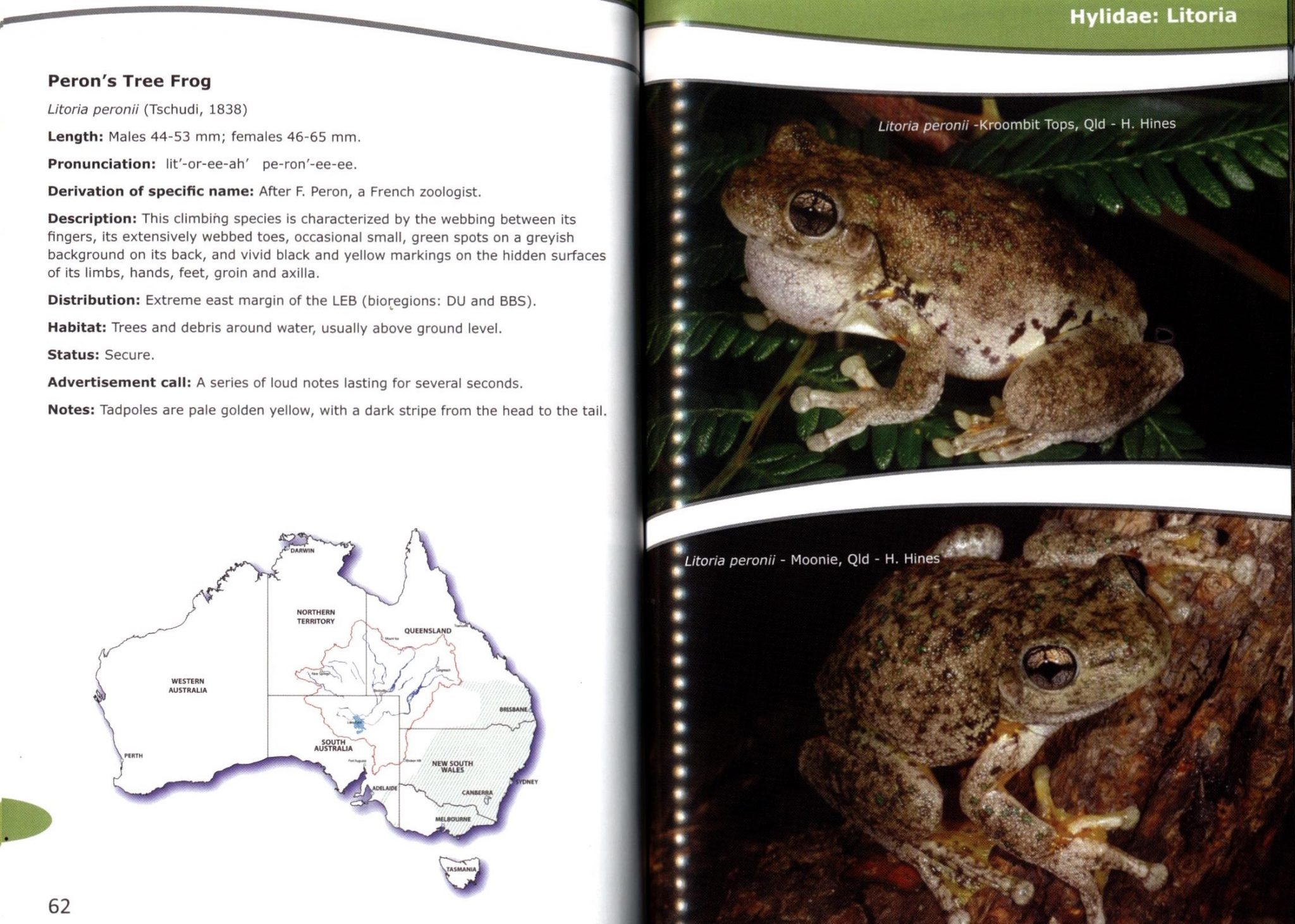 Frogs of the Lake Eyre Basin: A Field Guide - Nokomis