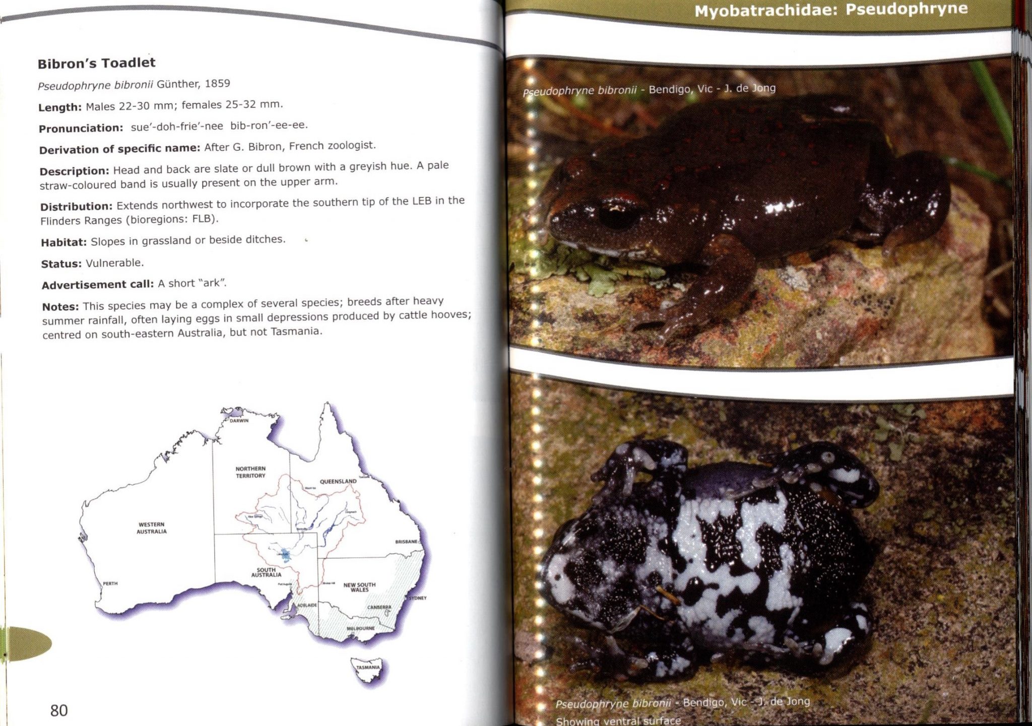 Frogs of the Lake Eyre Basin: A Field Guide - Nokomis