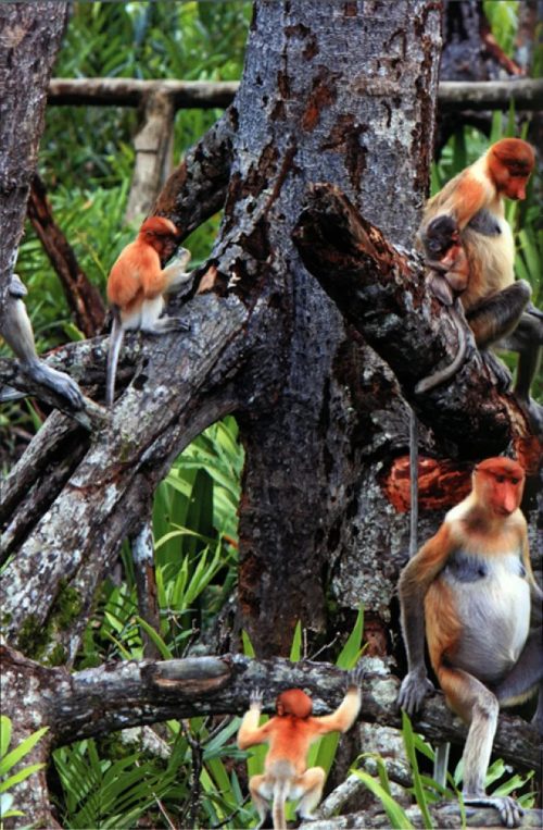 Proboscis Monkeys of Borneo (Second Edition) - Image 2