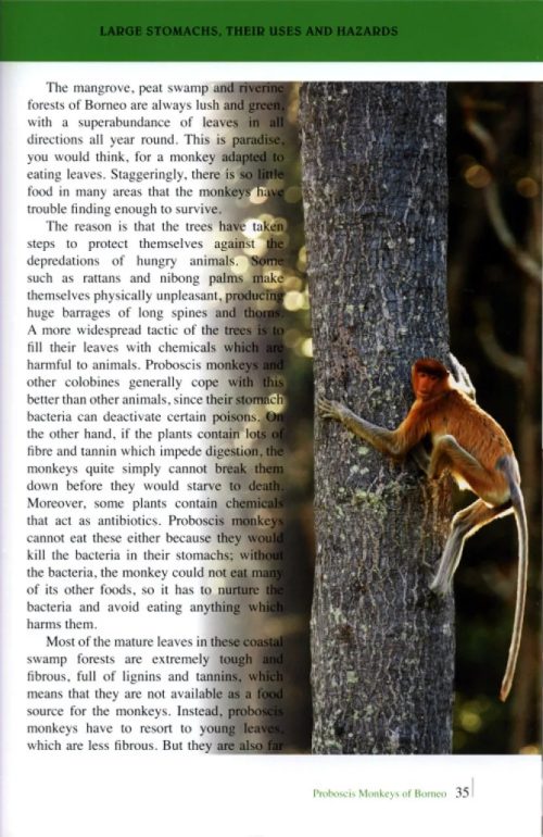 Proboscis Monkeys of Borneo (Second Edition) - Image 3