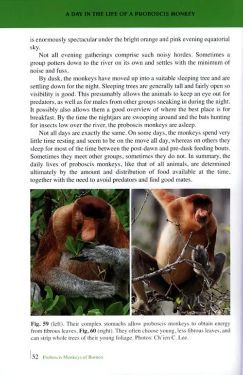 Proboscis Monkeys of Borneo (Second Edition) - Image 4