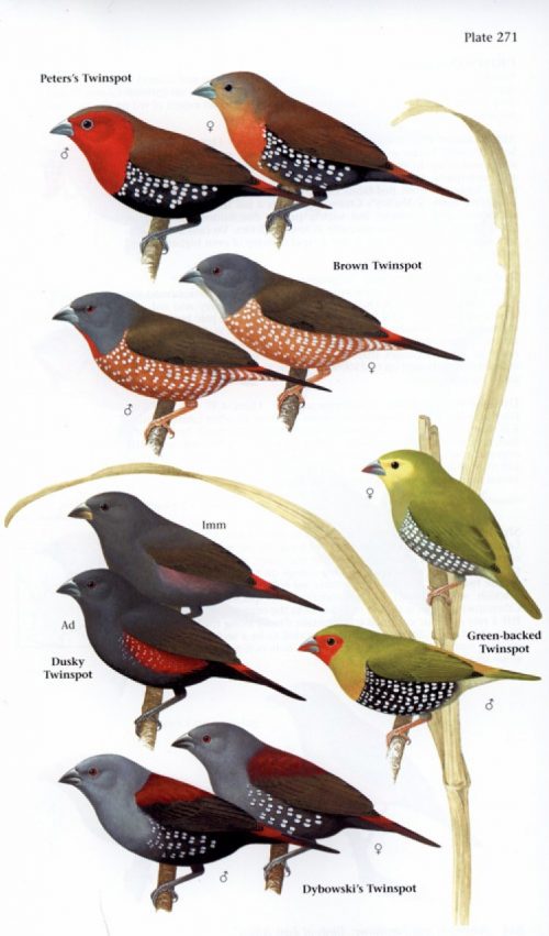 Birds of East Africa: Kenya, Tanzania, Uganda, Rwanda, Burundi (Helm Field Guide) - Image 6