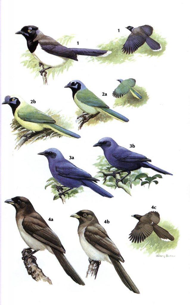 Crows and Jays: A Guide to the Crows, Jays and Magpies of the World ...