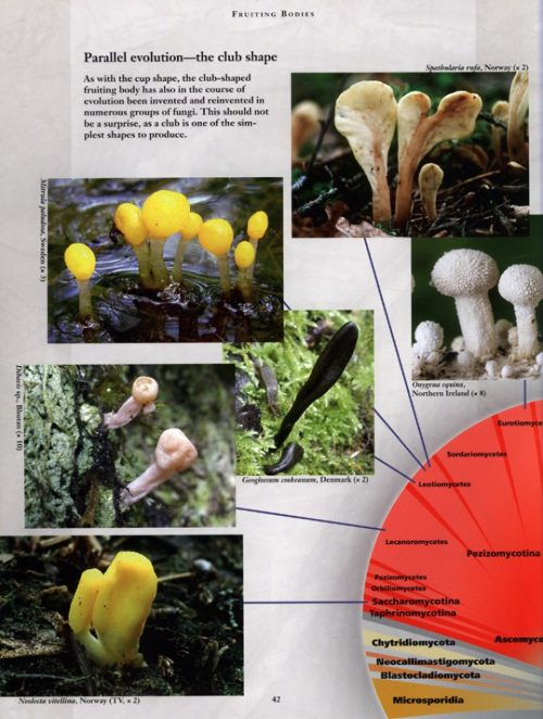 The Kingdom of Fungi - Image 2