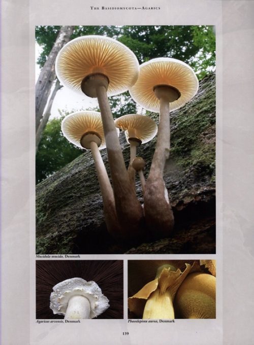 The Kingdom of Fungi - Image 4