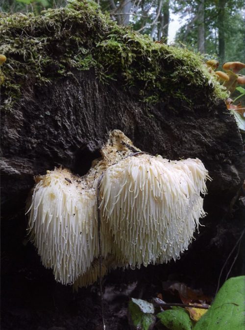 The Kingdom of Fungi - Image 5