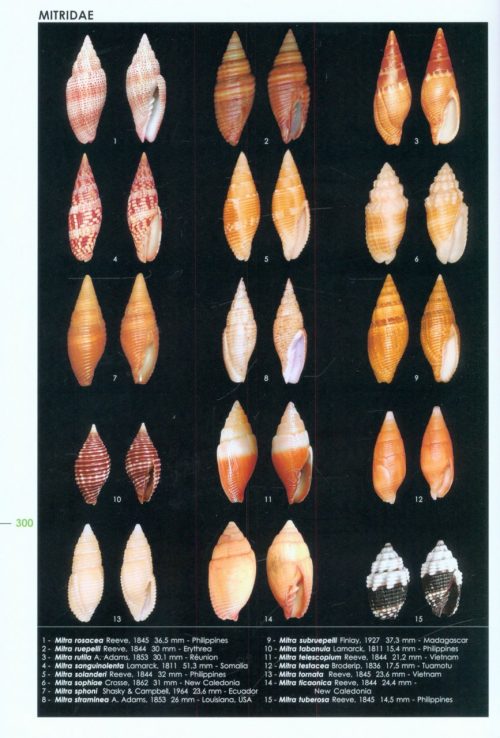 Encyclopedia of Marine Gastropods - Image 3