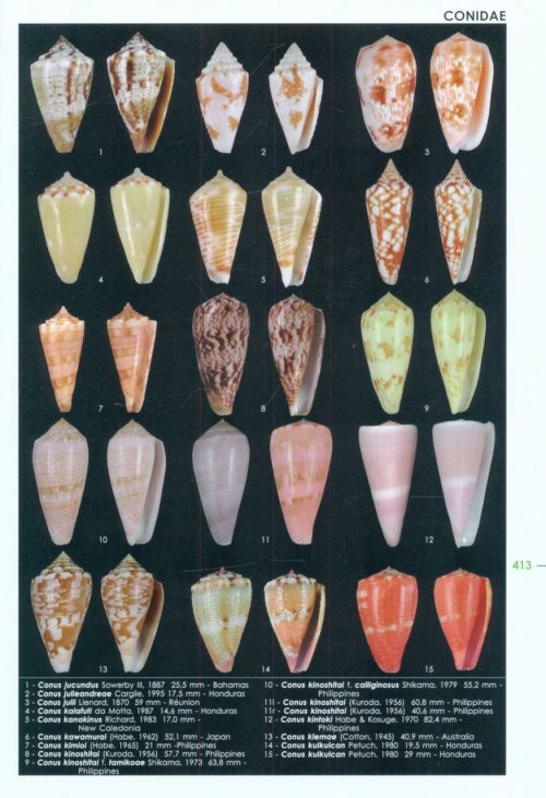 Encyclopedia of Marine Gastropods - Image 4