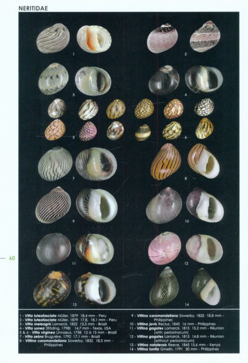 Encyclopedia of Marine Gastropods - Image 2