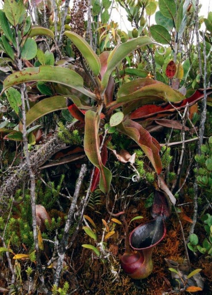 Field Guide to the Pitcher Plants of Borneo - Nokomis