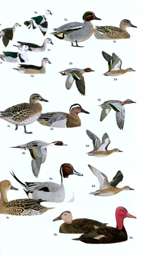 Birds of Southern India (Helm Field Guide) - Nokomis