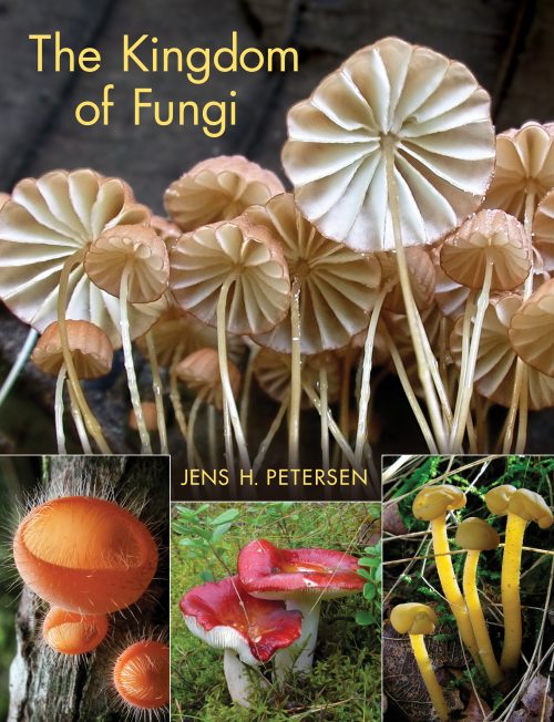 The Kingdom of Fungi