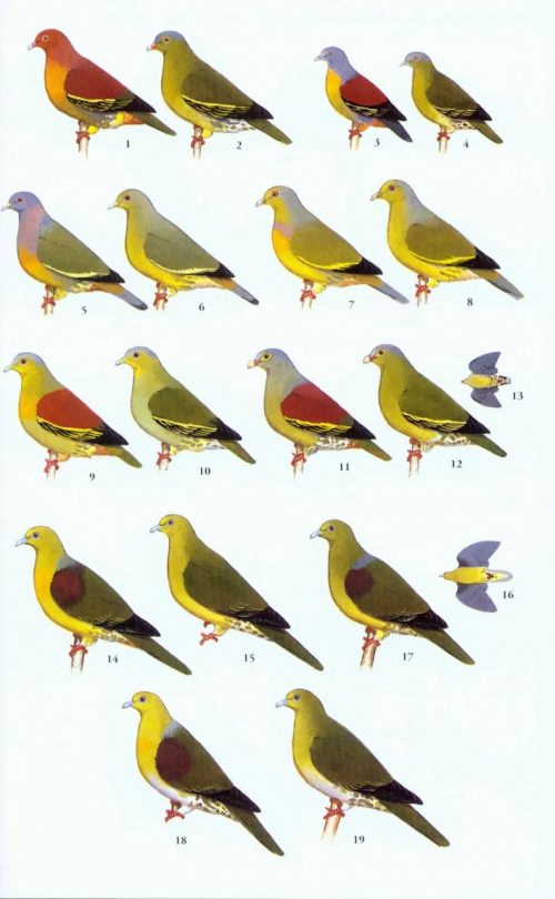 A Field Guide to the Birds of Thailand - Image 5