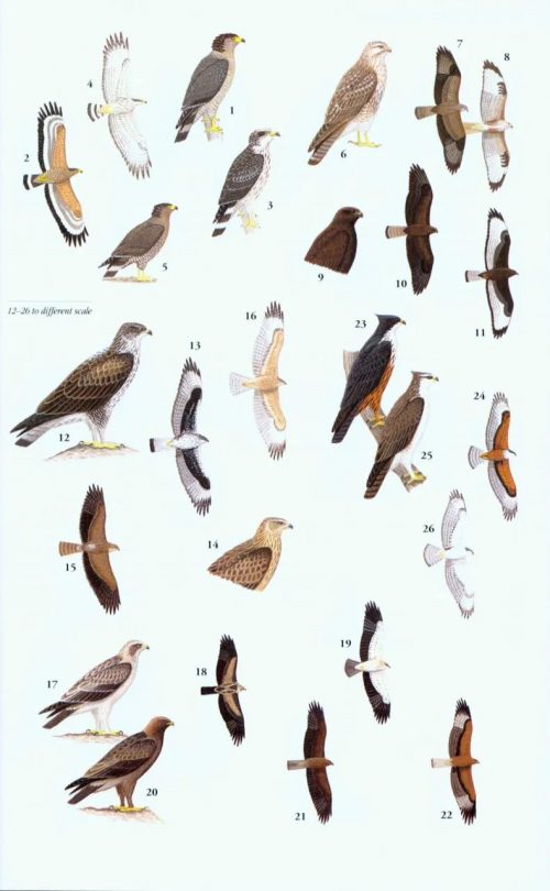 A Field Guide to the Birds of Thailand - Image 4