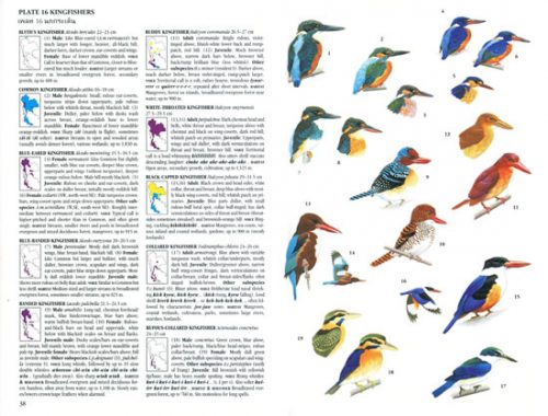 A Field Guide to the Birds of Thailand - Image 2