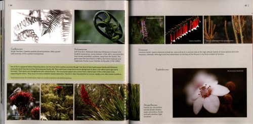 Discovering Australian Flora:  An Australian National Botanic Gardens Experience (Second Edition) - Image 4