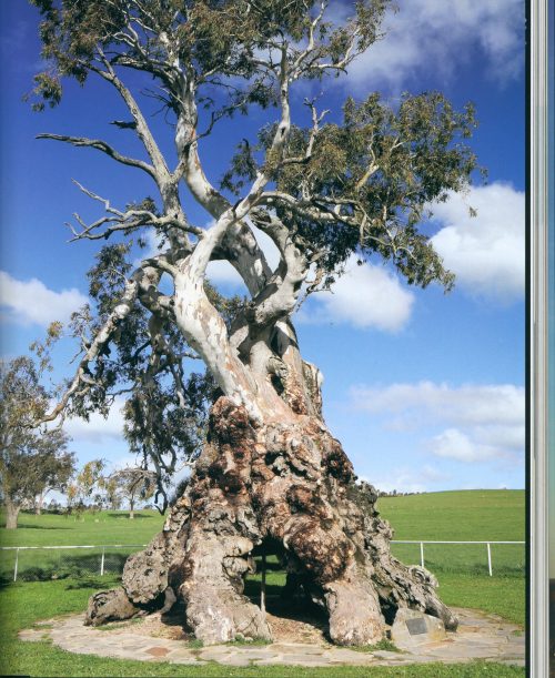 Australia's Remarkable Trees (New Edition). - Image 2