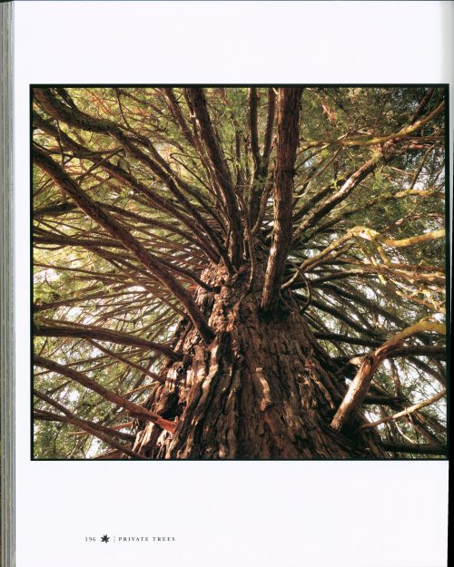 Australia's Remarkable Trees (New Edition). - Image 4