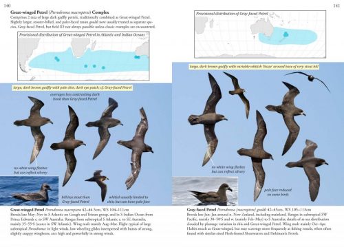 Oceanic Birds of the World:  A Photo Guide - Image 2