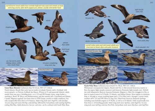 Oceanic Birds of the World:  A Photo Guide - Image 4