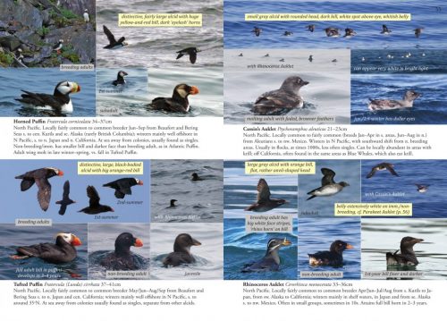 Oceanic Birds of the World:  A Photo Guide - Image 5