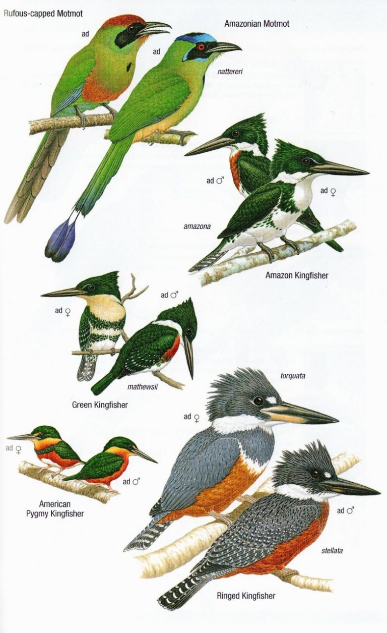 Birds of Argentina and the South-West Atlantic (Helm Field Guide) - Nokomis