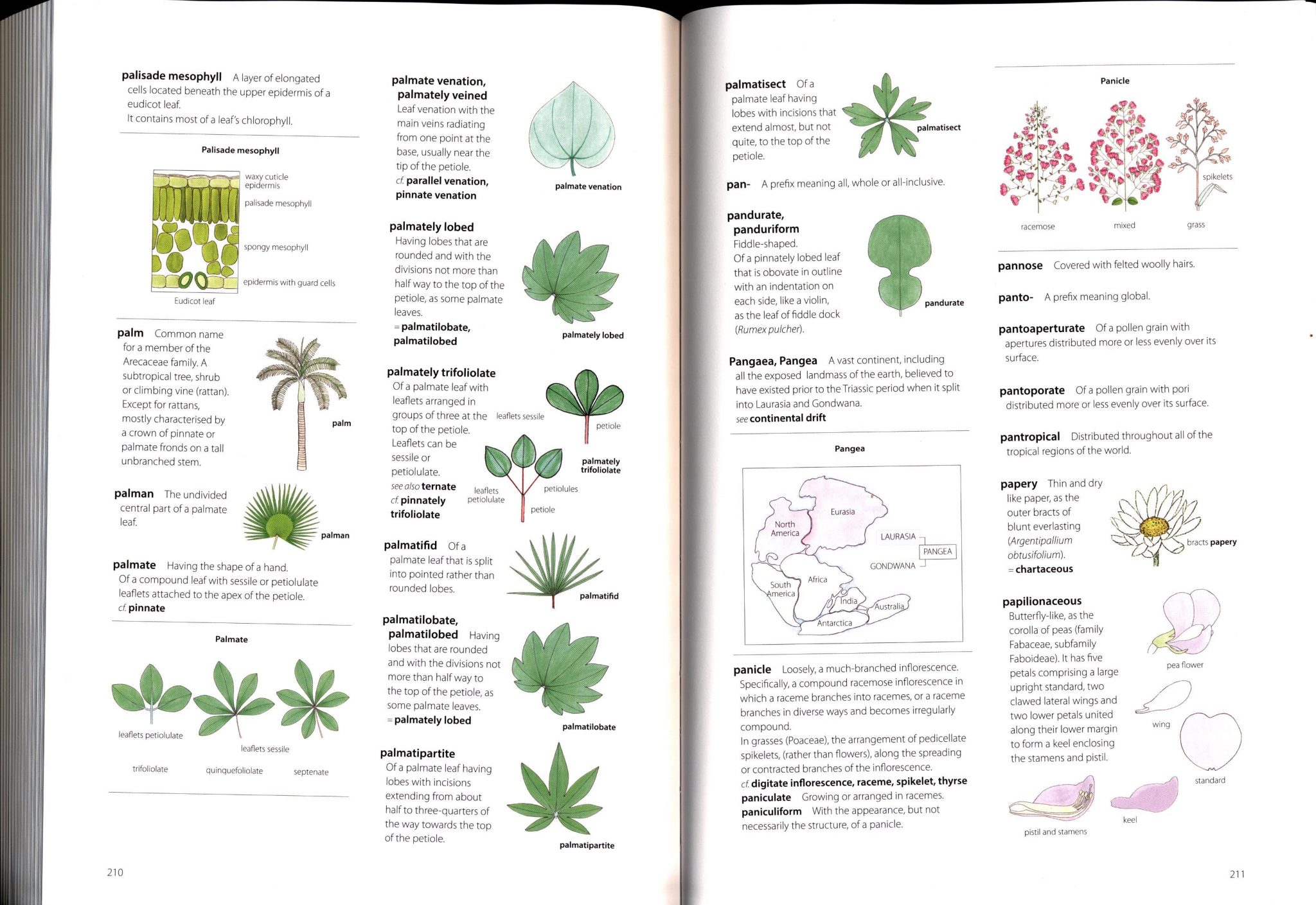 plant identification terminology an illustrated glossary download