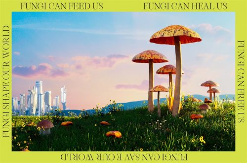 The Future is Fungi: How Fungi Can Feed Us, Heal Us, Free Us and Save Our World - Image 9