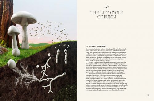 The Future is Fungi: How Fungi Can Feed Us, Heal Us, Free Us and Save Our World - Image 6