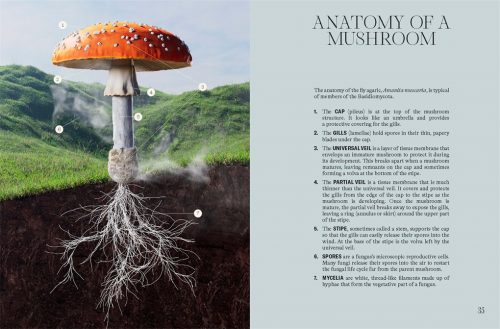 The Future is Fungi: How Fungi Can Feed Us, Heal Us, Free Us and Save Our World - Image 5