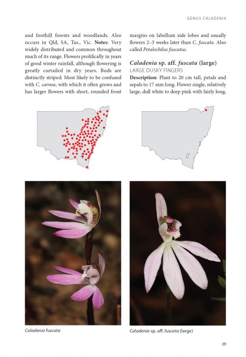 Guide to Native Orchids of NSW and ACT - Image 5