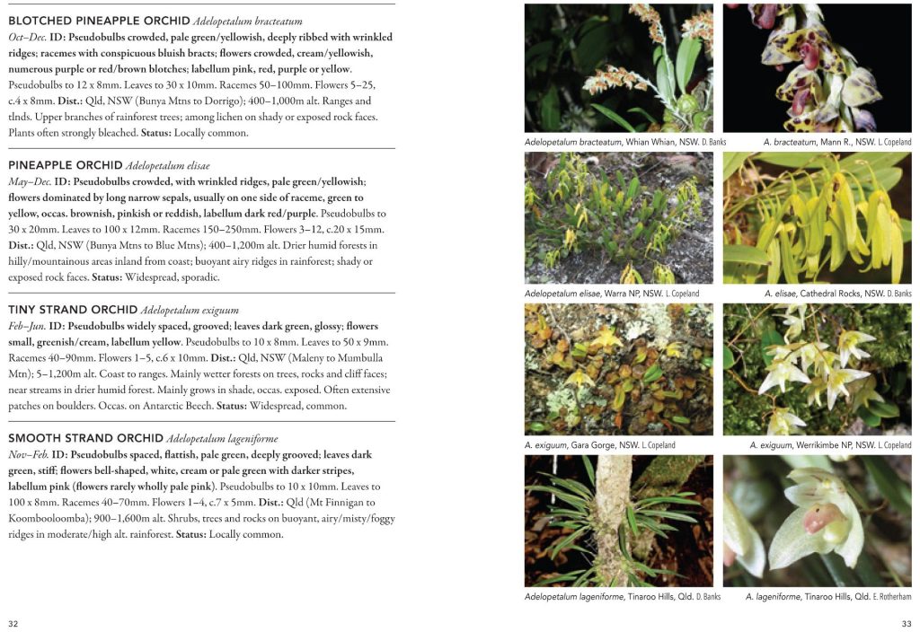 A Field Guide to Australian Orchids: Epiphytes - Nokomis