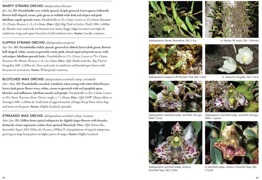 A Field Guide to Australian Orchids: Epiphytes - Nokomis