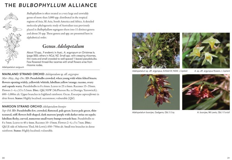 A Field Guide to Australian Orchids: Epiphytes - Nokomis