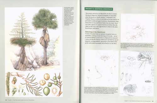 Botanical Sketchbooks: An Artist's Guide to Plant Studies - Image 6