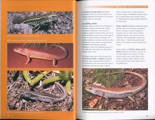 What Lizard is That? Introducing Australian Lizards (Second Edition) - Image 2