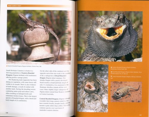 What Lizard is That? Introducing Australian Lizards (Second Edition) - Image 4