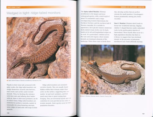 What Lizard is That? Introducing Australian Lizards (Second Edition) - Image 5