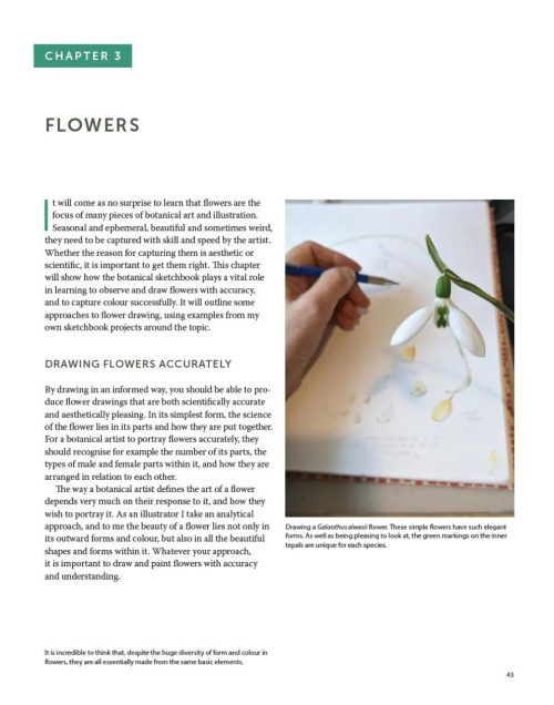 Botanical Sketchbooks: An Artist's Guide to Plant Studies - Image 3