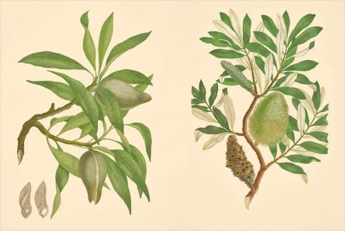 Joseph Banks' Florilegium: Botanical Treasures from Cook's First Voyage - Image 3