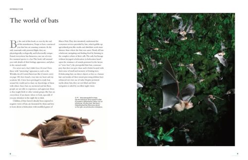 The Lives of Bats: A Global Natural History - Image 6