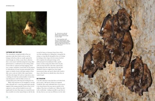 The Lives of Bats: A Global Natural History - Image 5