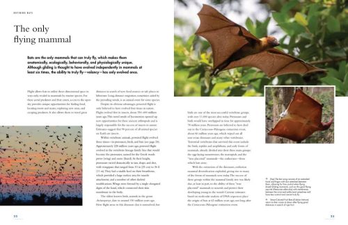 The Lives of Bats: A Global Natural History - Image 4