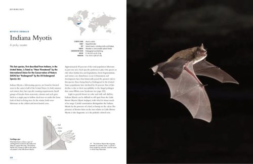 The Lives of Bats: A Global Natural History - Image 2